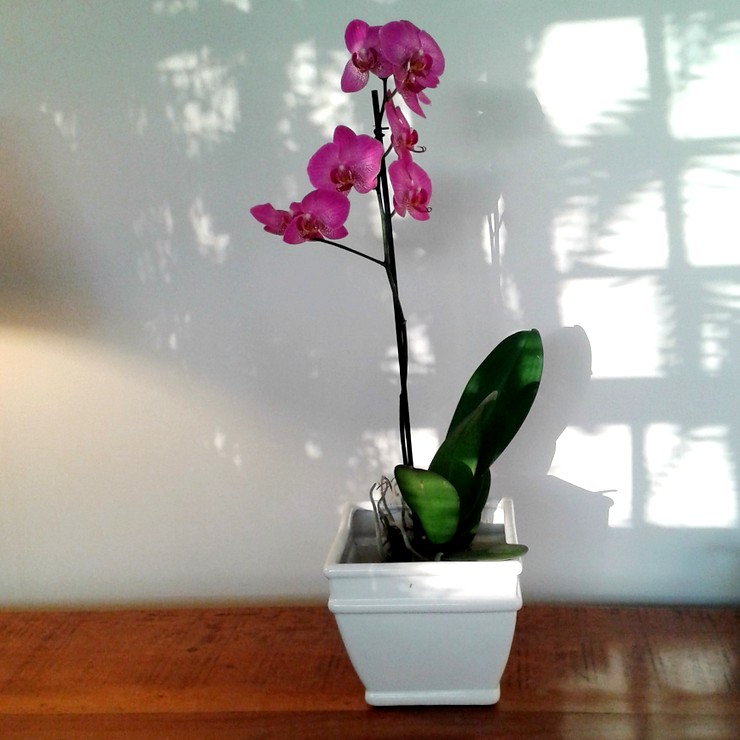 Orquídea - Decoração