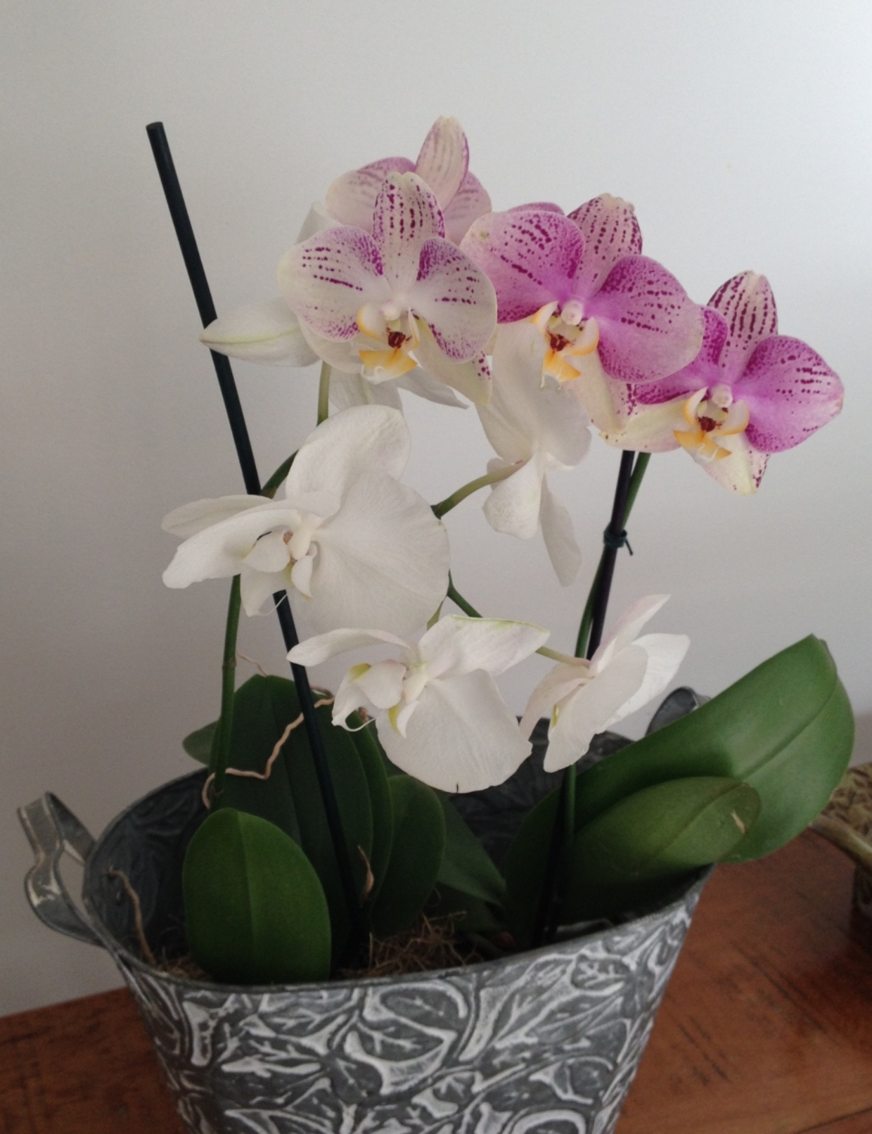 Plantas orquídea