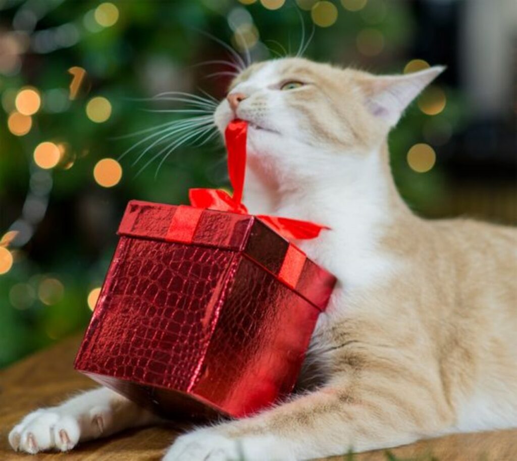 Presentes de Natal para Pets