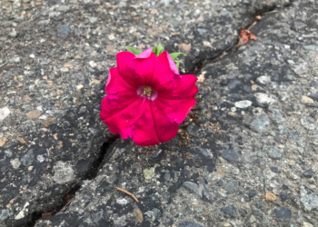 resiliência significado