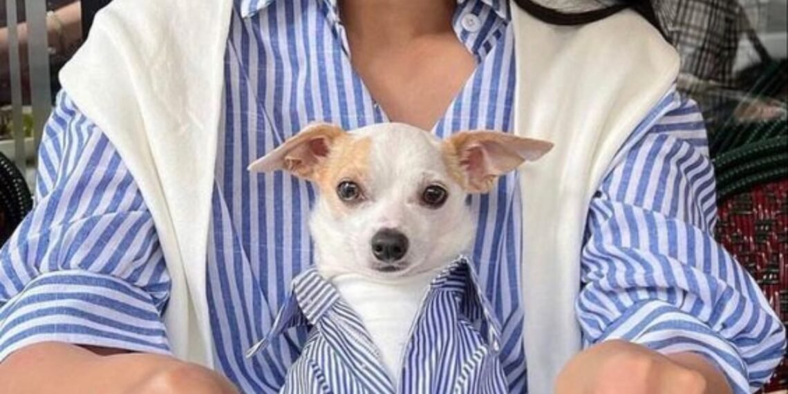 Look para passear com o cachorro: estilo e conforto que transformam até a volta do quarteirão em um momento especial 1 Que roupa usar para passear com o cachorro