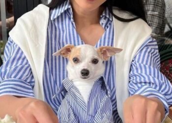 Que roupa usar para passear com o cachorro